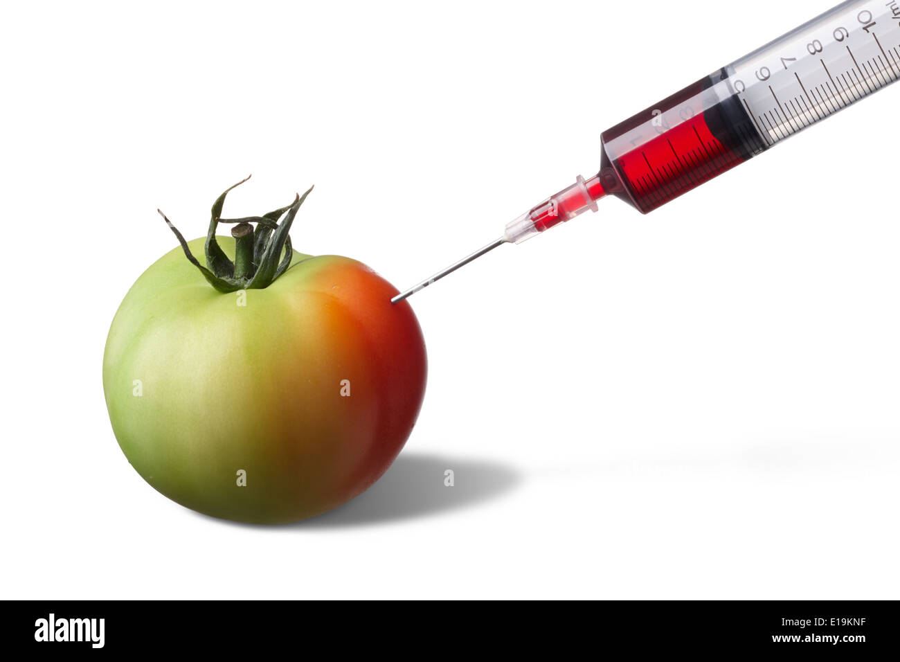 syringe injecting on unripe tomato forcing it to ripe faster Stock Photo