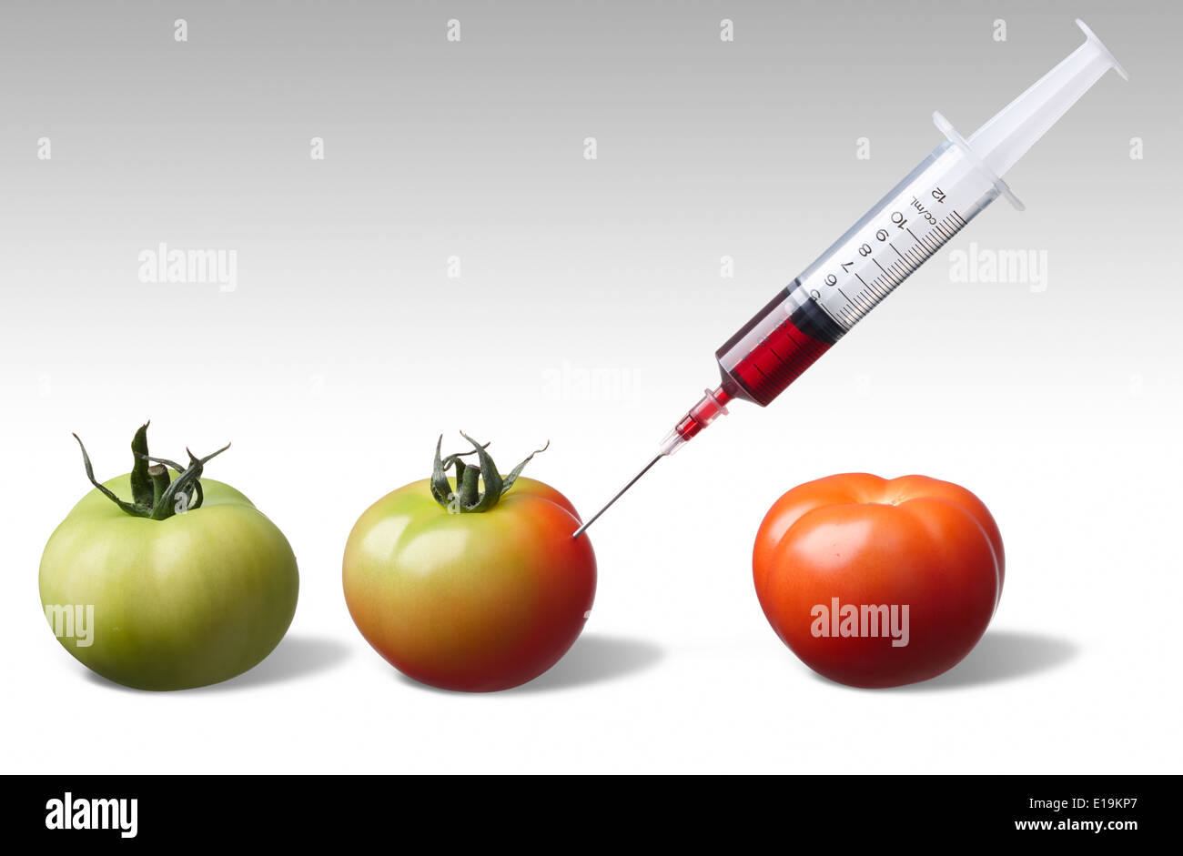 injecting unripe tomato forcing it to ripe faster Stock Photo