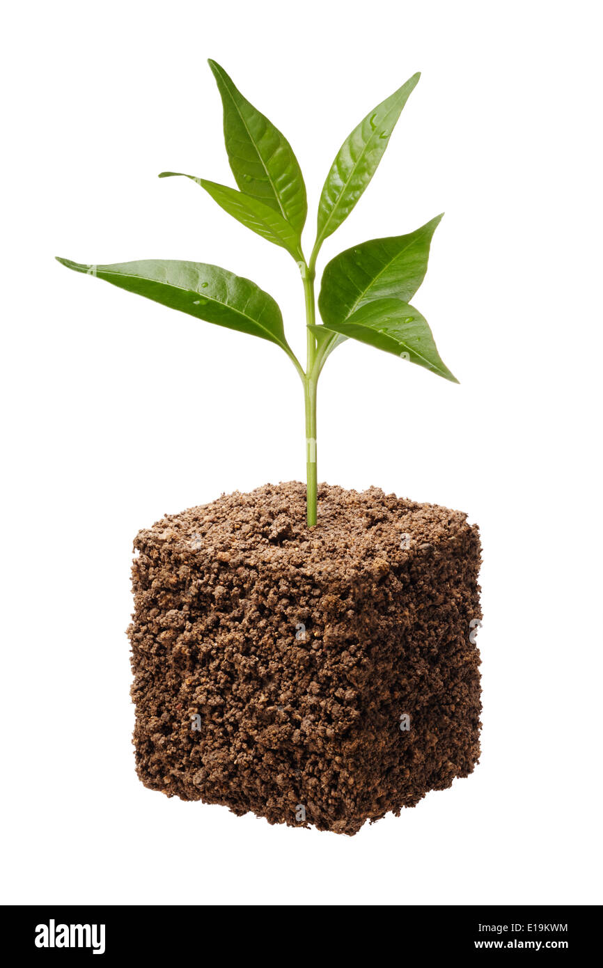 cube shape soil with plant isolated on white Stock Photo