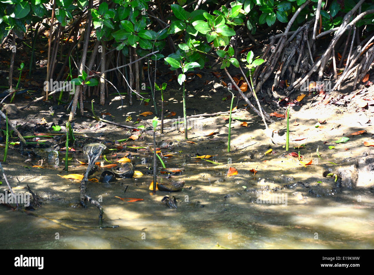 Pneumatophores of mangrove plant Avicinnia. Stock Photo