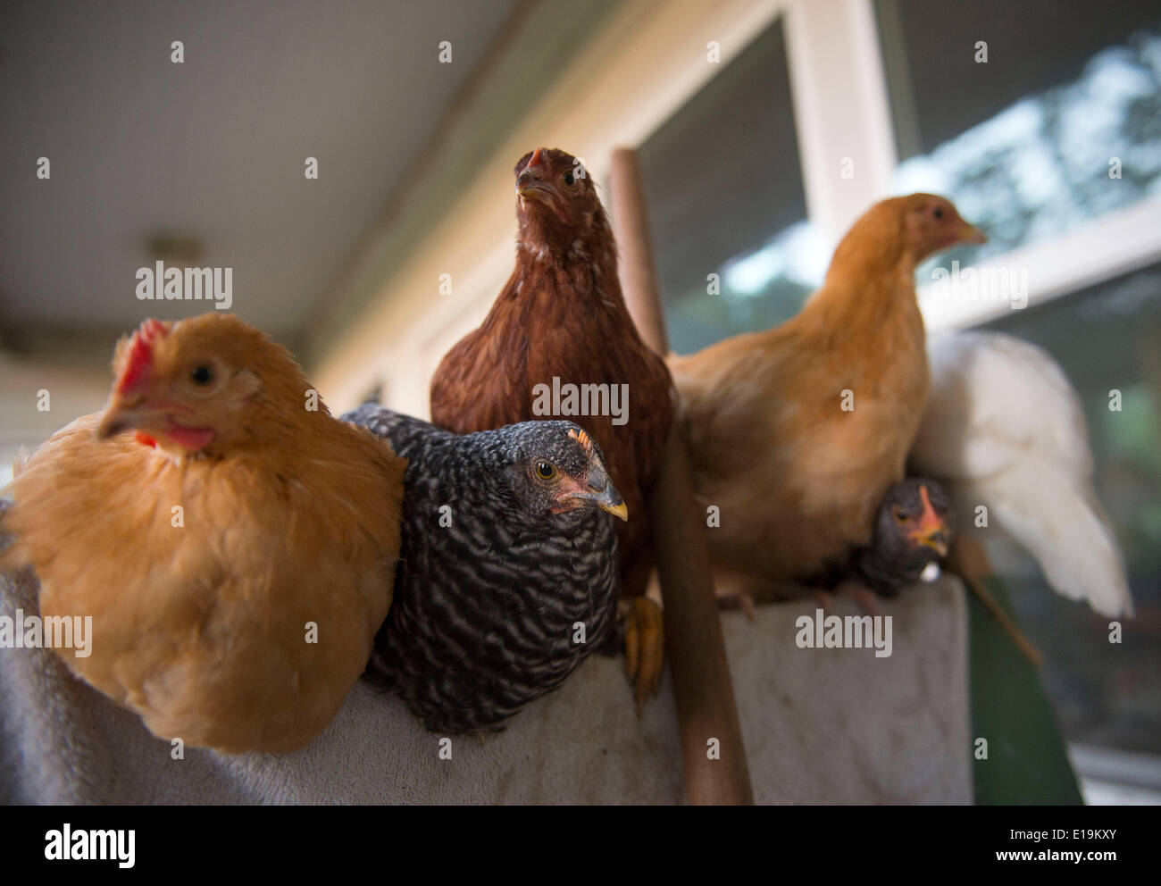 Roseburg, Oregon, USA. 27th May, 2014. A small flock of backyard