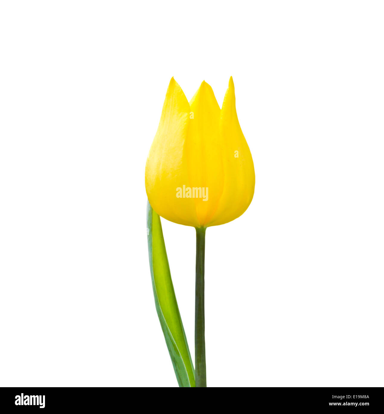 Tulip isolated on white background Stock Photo - Alamy