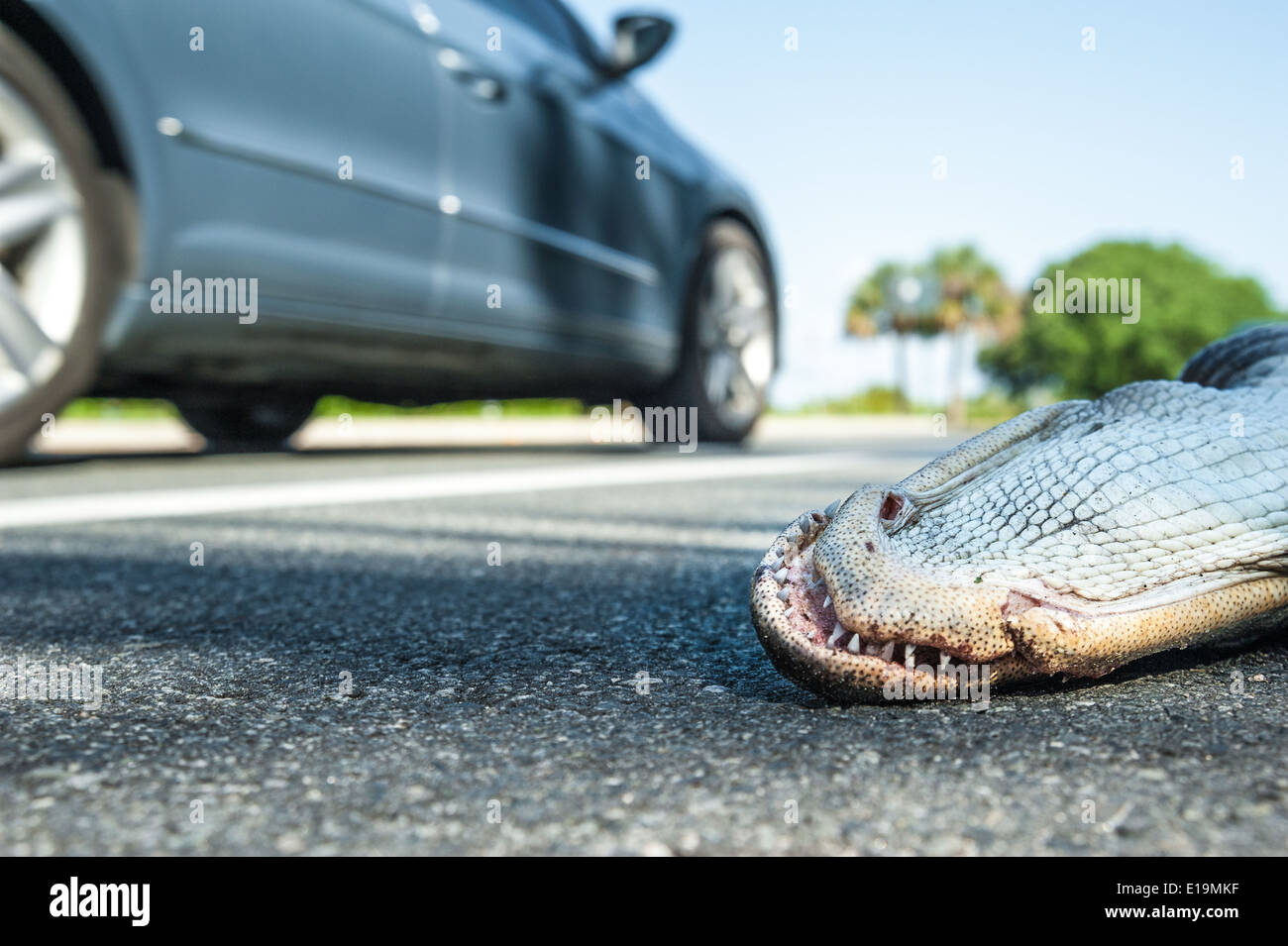 Florida roadkill on A1A in Ponte Vedra Beach (just south of Jacksonville Beach) in Northeast Florida. USA. Stock Photo