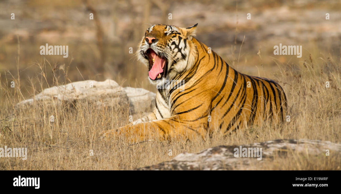 male tiger laying down and yawning, Bandhavgarh National Park, Madhya Pradesh, India, Asia Stock Photo