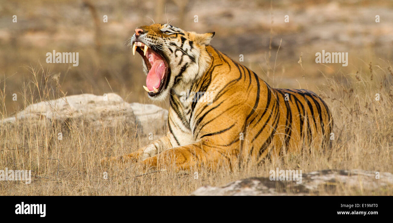 male tiger laying down and yawning wide, teeth showing, Bandhavgarh National Park, Madhya Pradesh, India, Asia Stock Photo