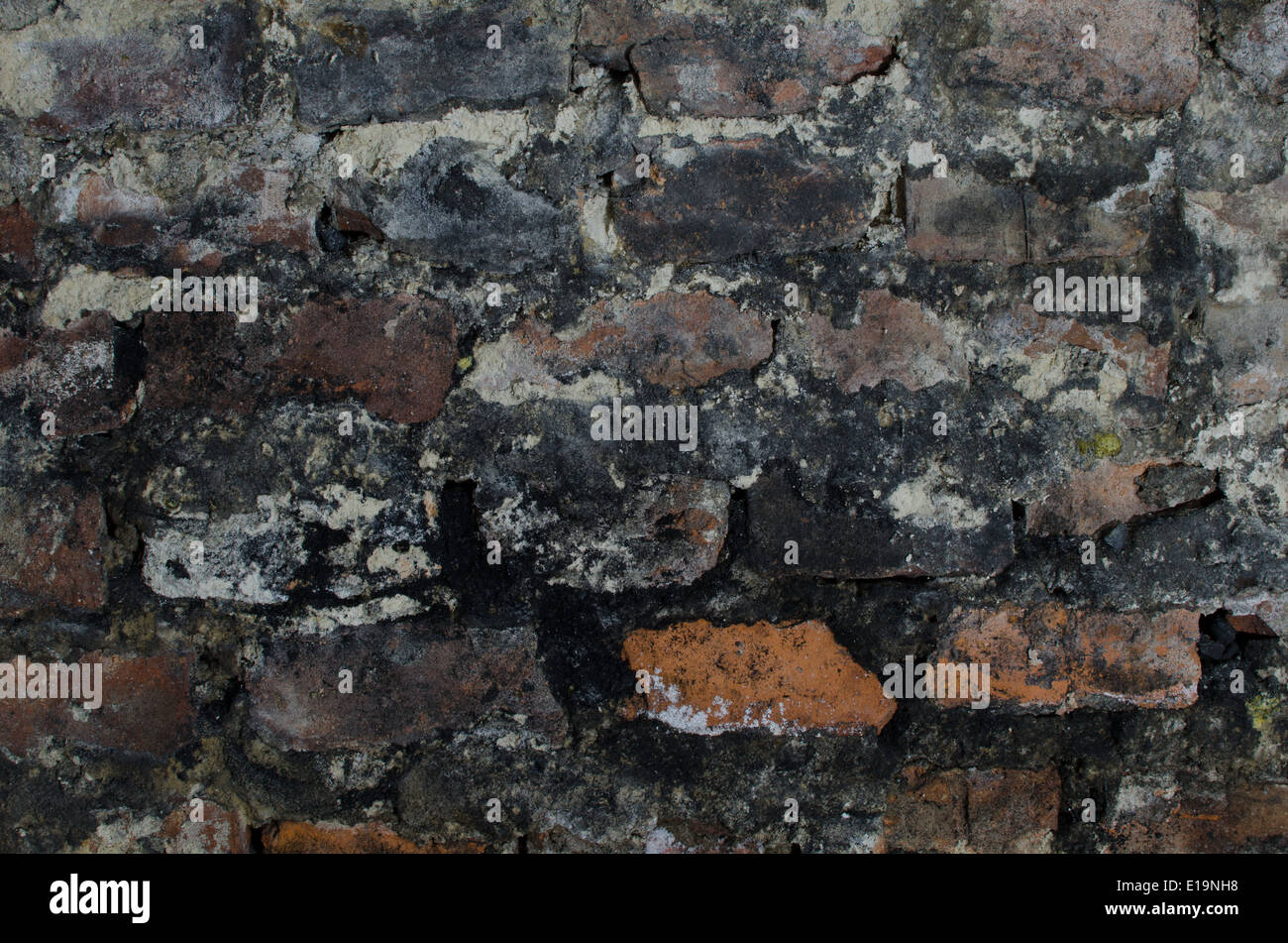 old bricks wall in cellar Stock Photo