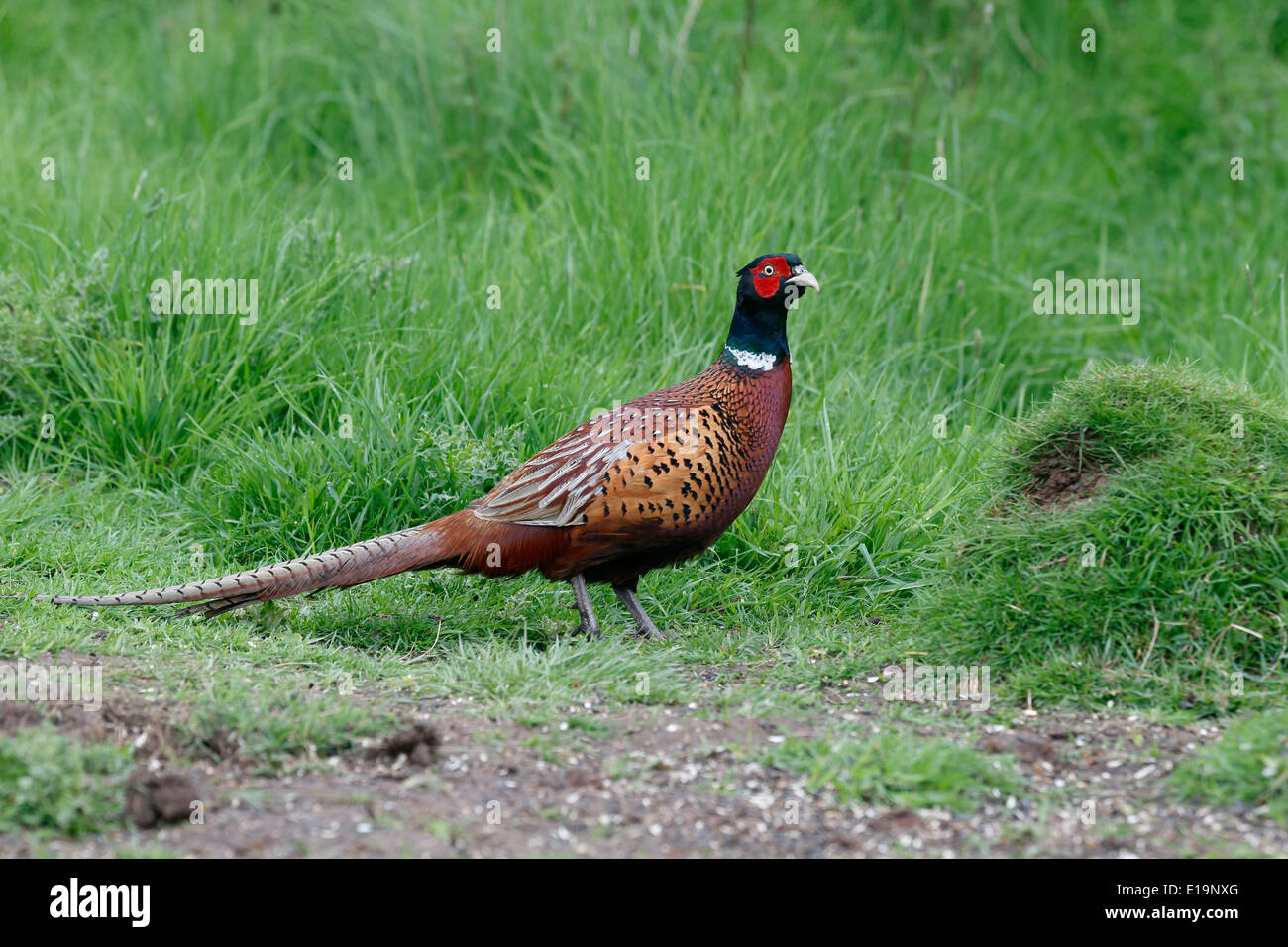 Pheasant, Phasianus colchicus, single male on grass, Warwickshire, May 2014 Stock Photo