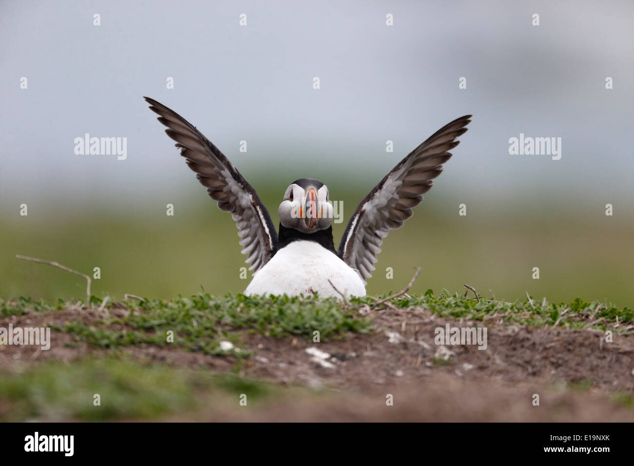 Puffin, Fratercula arctica, bird wing stretching, Northumberland, May 2014 Stock Photo