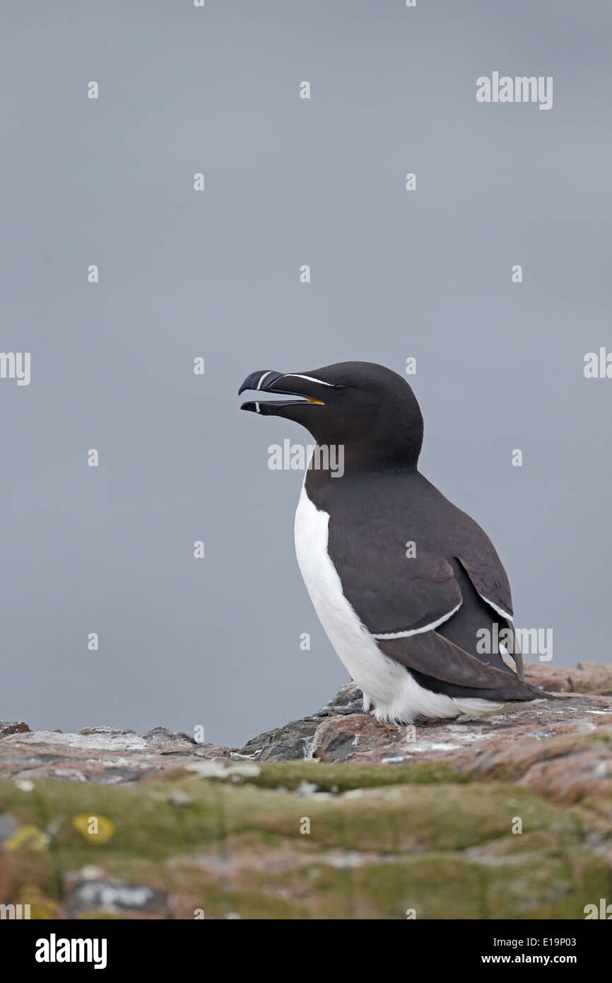 razorbill-alca-torda-single-bird-on-rock-northumberland-may-2014