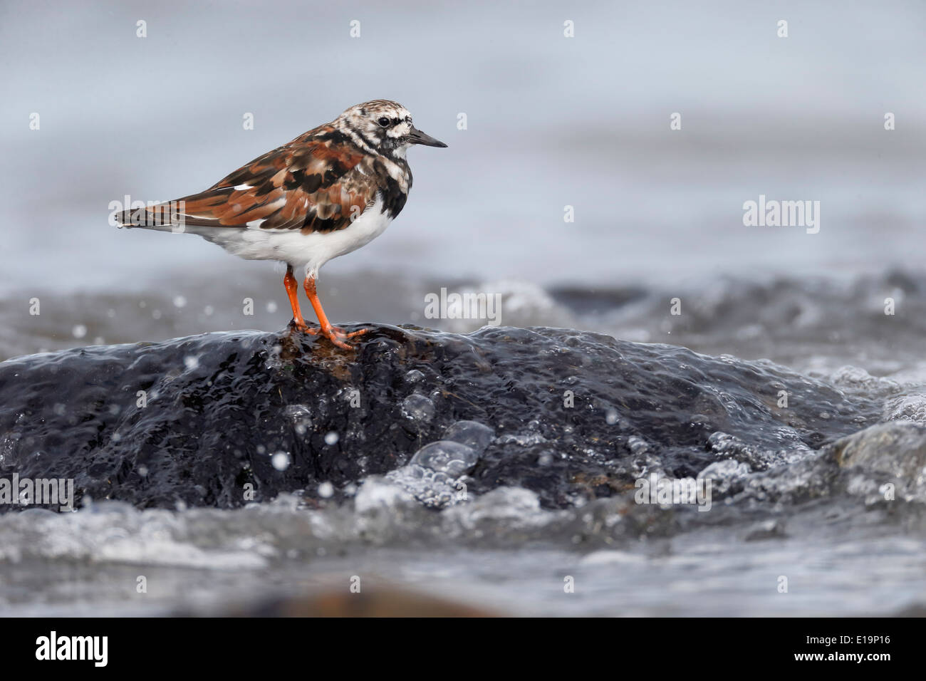 Turnstone, Arenaria interpres, single bird on rock, Northumberland, May 2014 Stock Photo