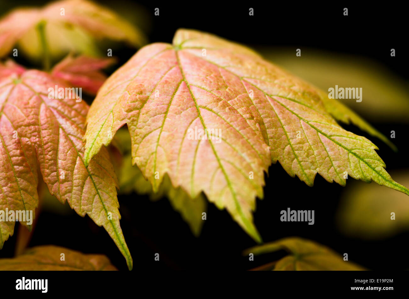Acer leaf close up Stock Photo