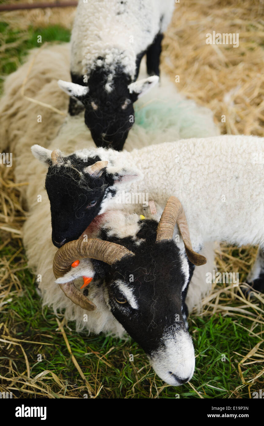 Ewe and lambs Stock Photo