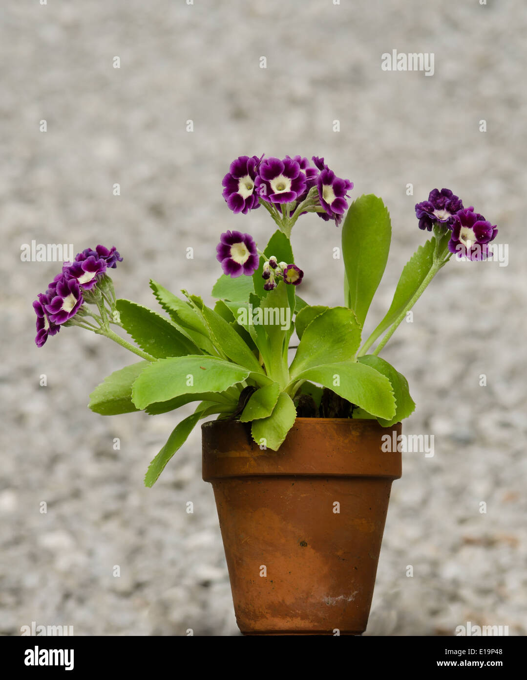 Primula auricula plant in a pot Stock Photo