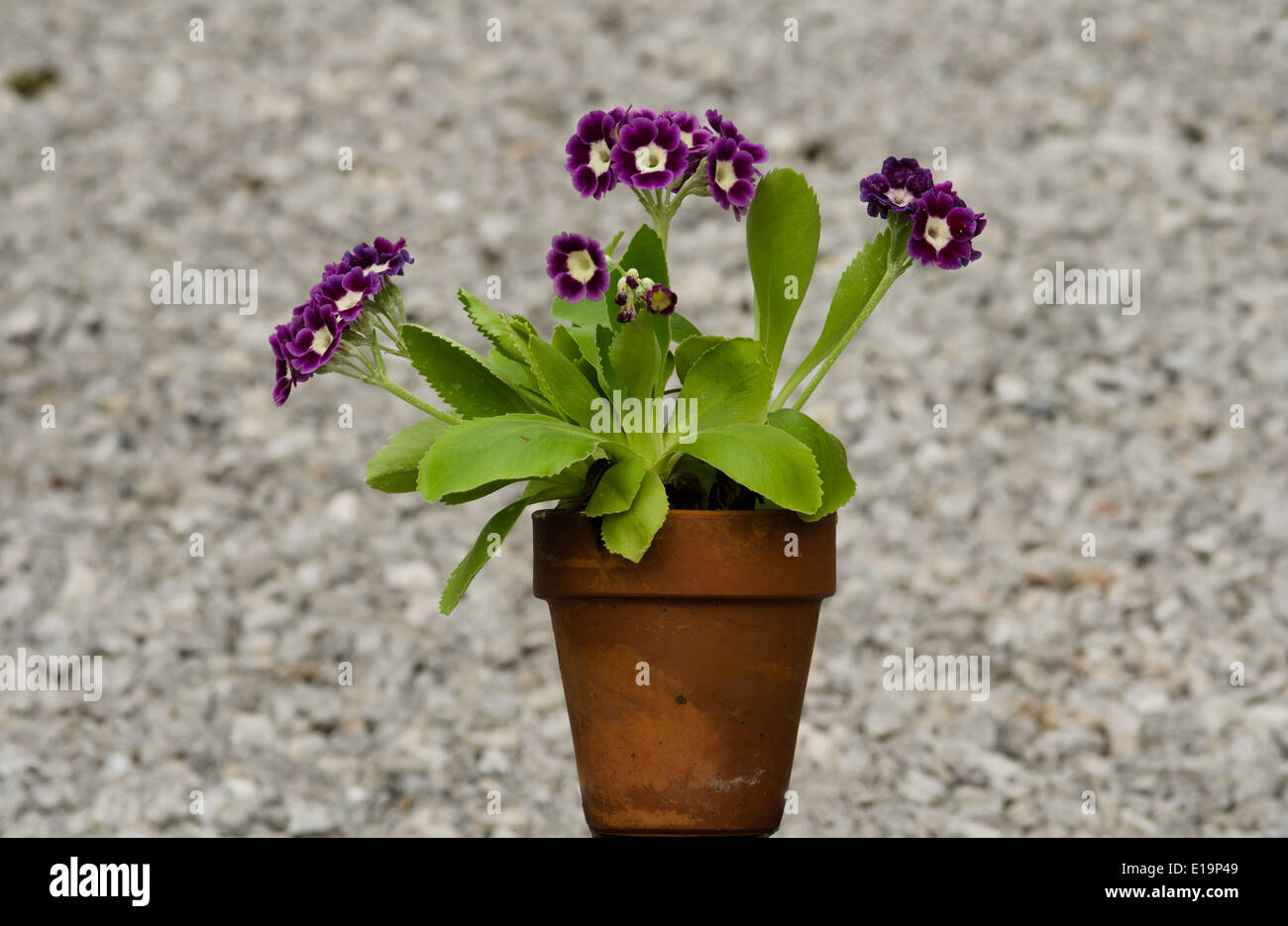 Primula auricula plant in a pot Stock Photo