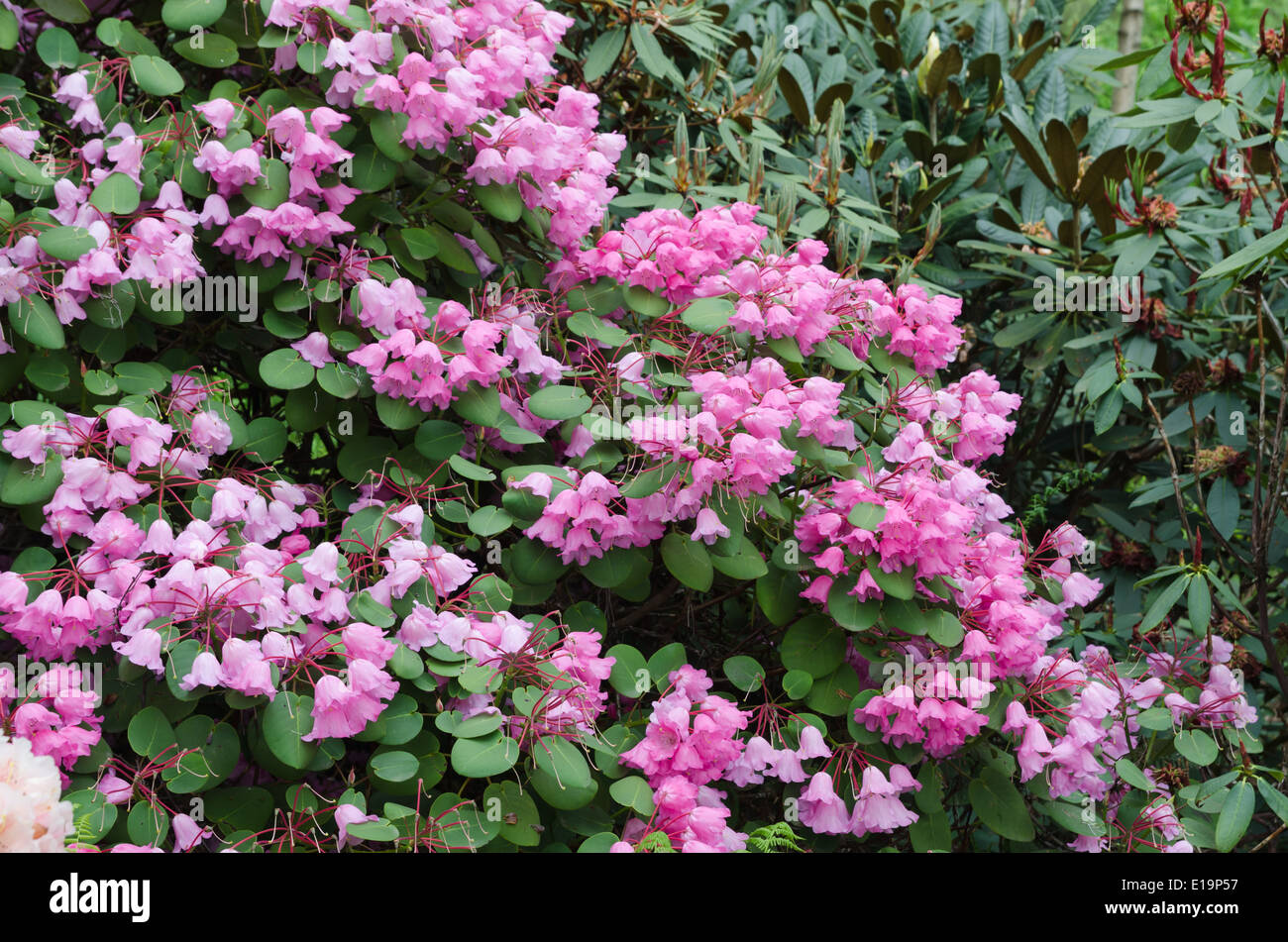 Rhododendron orbiculare Stock Photo