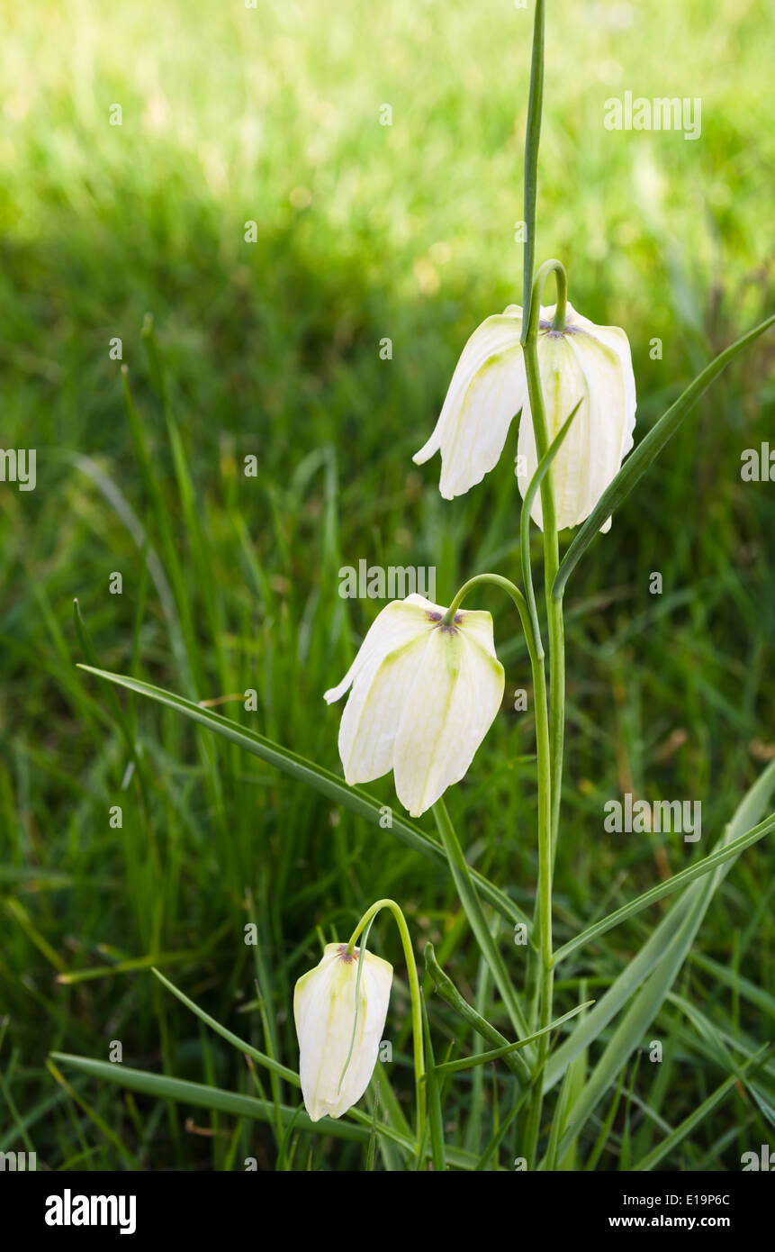 White Snakes Head fritillary - Fritillaria meleagris Stock Photo