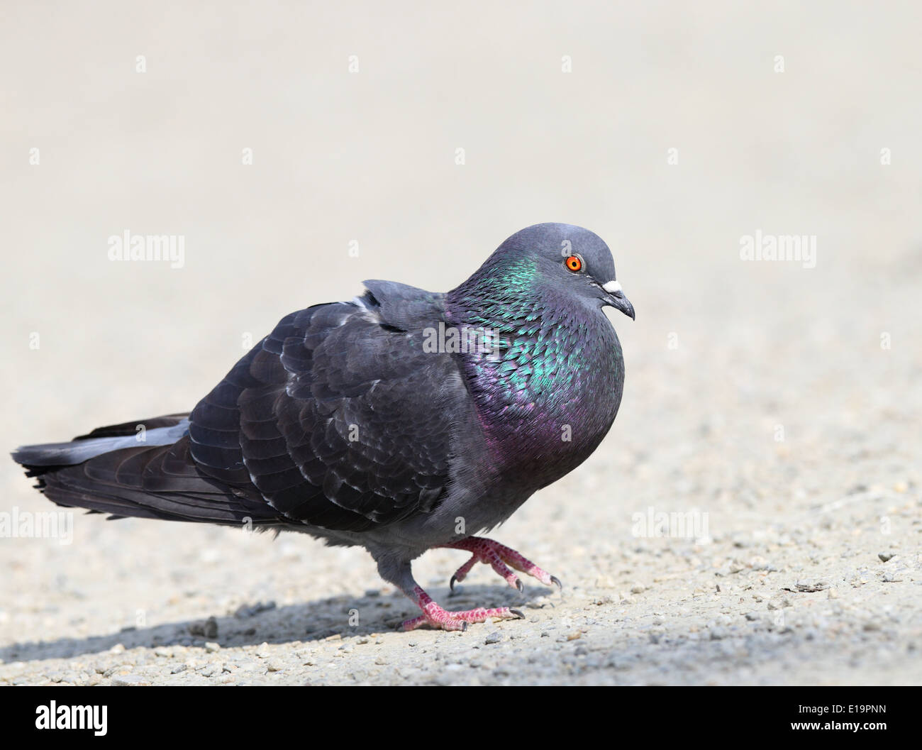 male pigeon walking proud in mating season on an alley Stock Photo Alamy