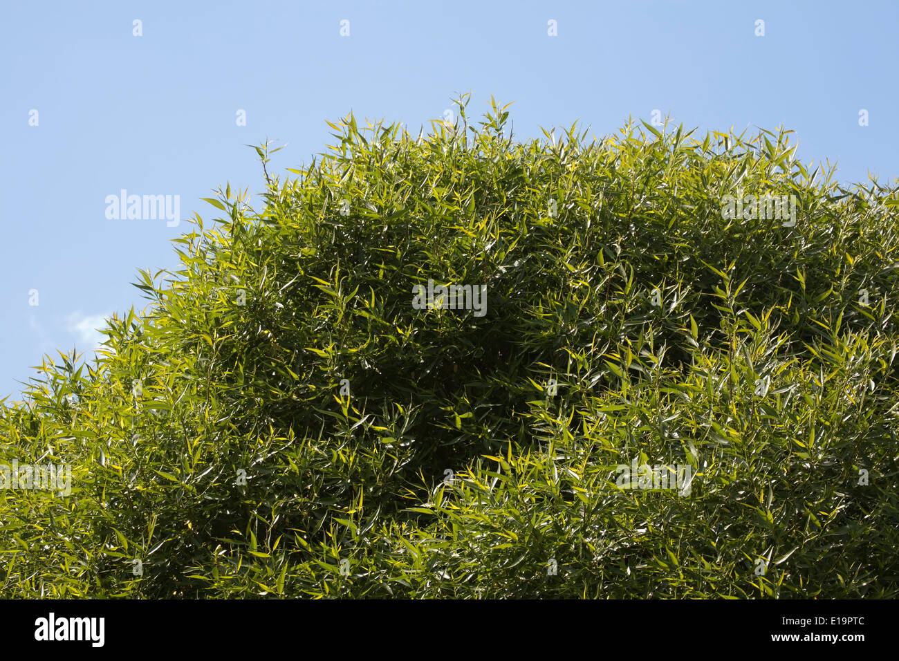 Salix fragilis 'Bullata', willow foliage, Finland Stock Photo