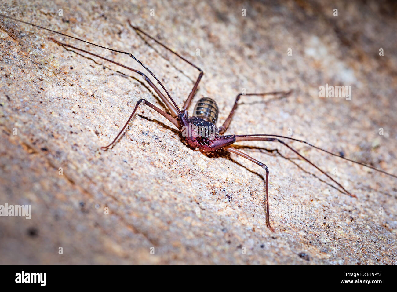 Whip spider scorpion of the genus Stygophrynus, Stonehorse Cave, Gunung Mulu National Park, Malaysia Stock Photo