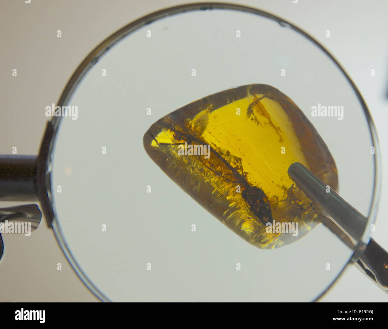 Fossilised insects in amber seen through magnifying glass San Cristobal de las Casas Chiapas Mexico Stock Photo