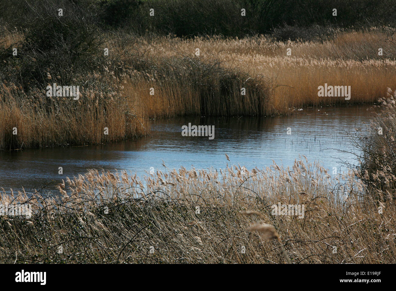 Reed beds next to a river, Snettisham Norfolk Stock Photo - Alamy