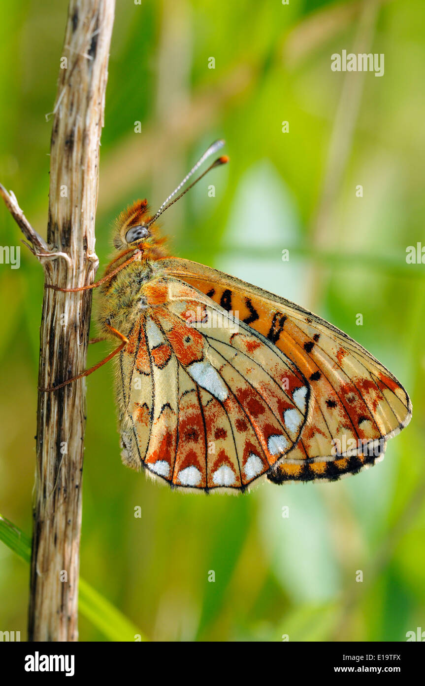Pearl-bordered Fritillary Butterfly - Clossiana euphrosyne Underside Stock Photo