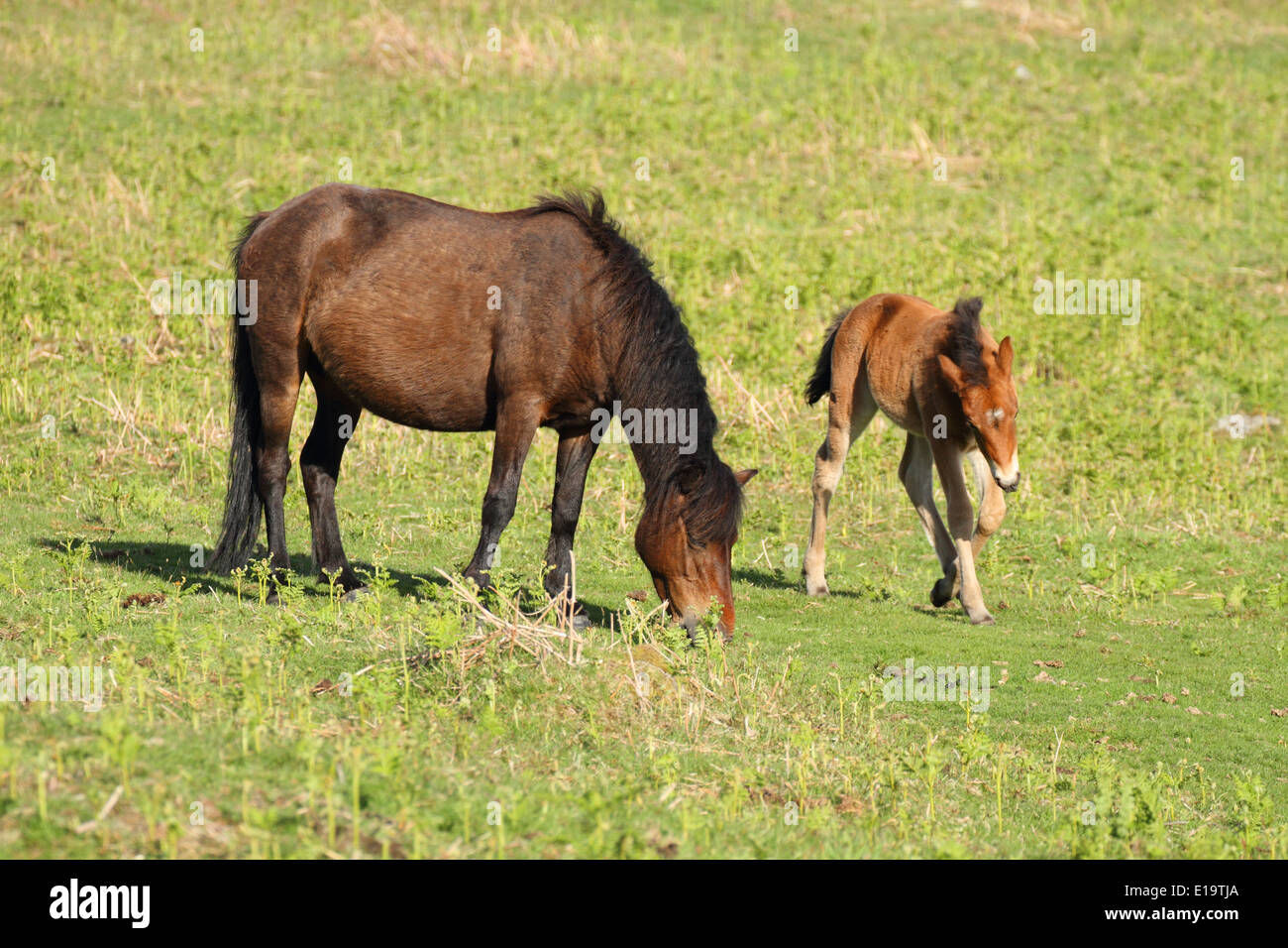 Dartmoor pony & foal, near Dartmoor, England Stock Photo Alamy