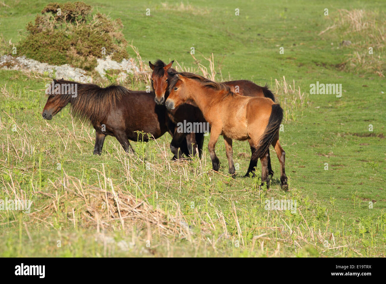 Dartmoor pony & foal, near Dartmoor, England Stock Photo Alamy