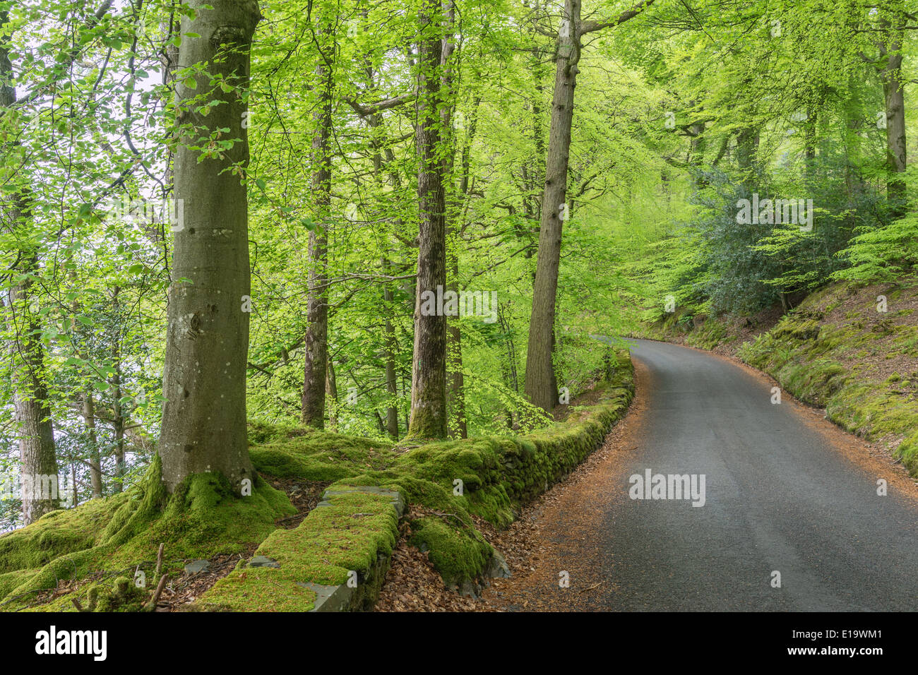 Lake side road in the Lake District Stock Photo