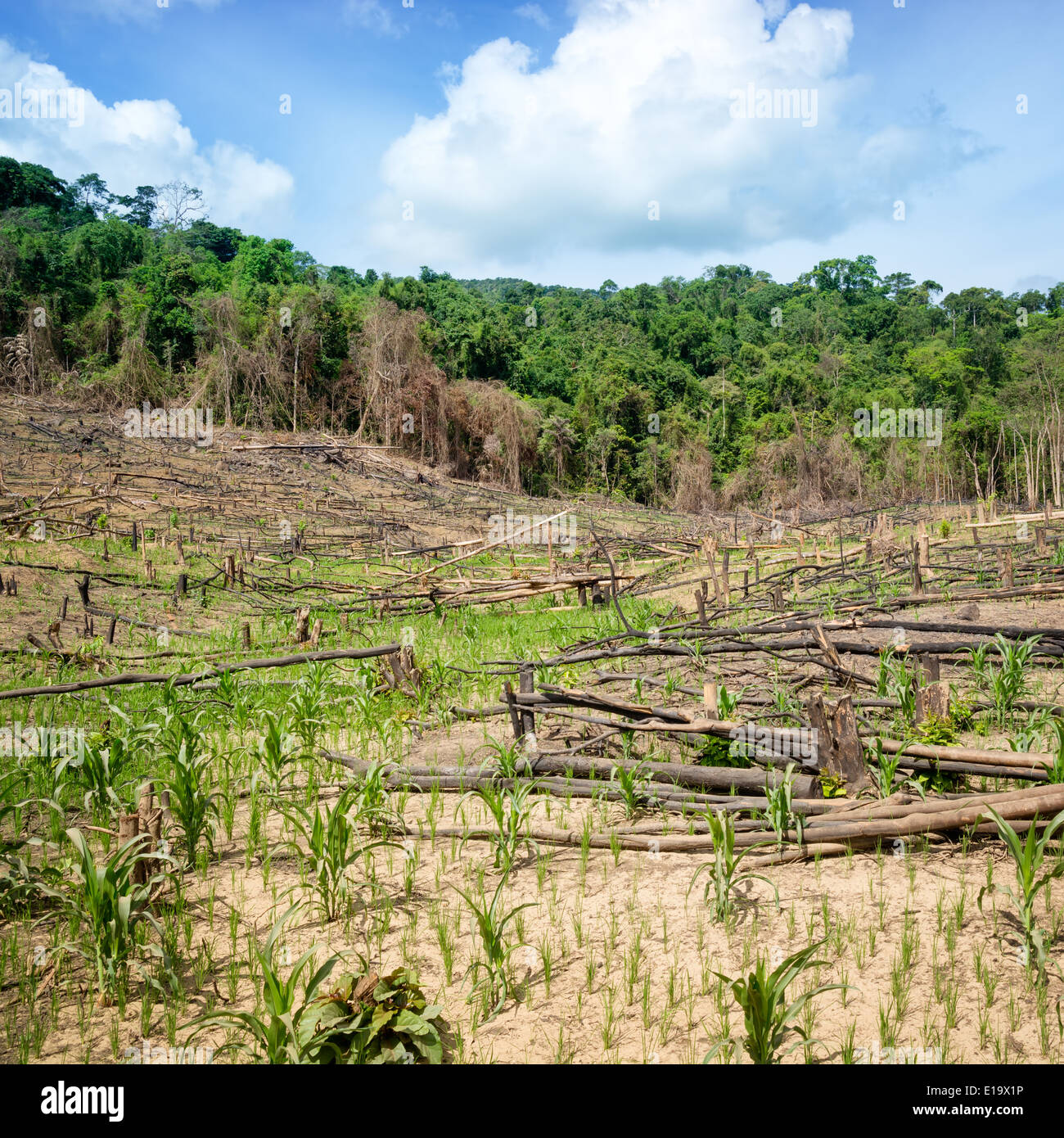 Deforestation in El Nido, Palawan Philippines Stock Photo Alamy