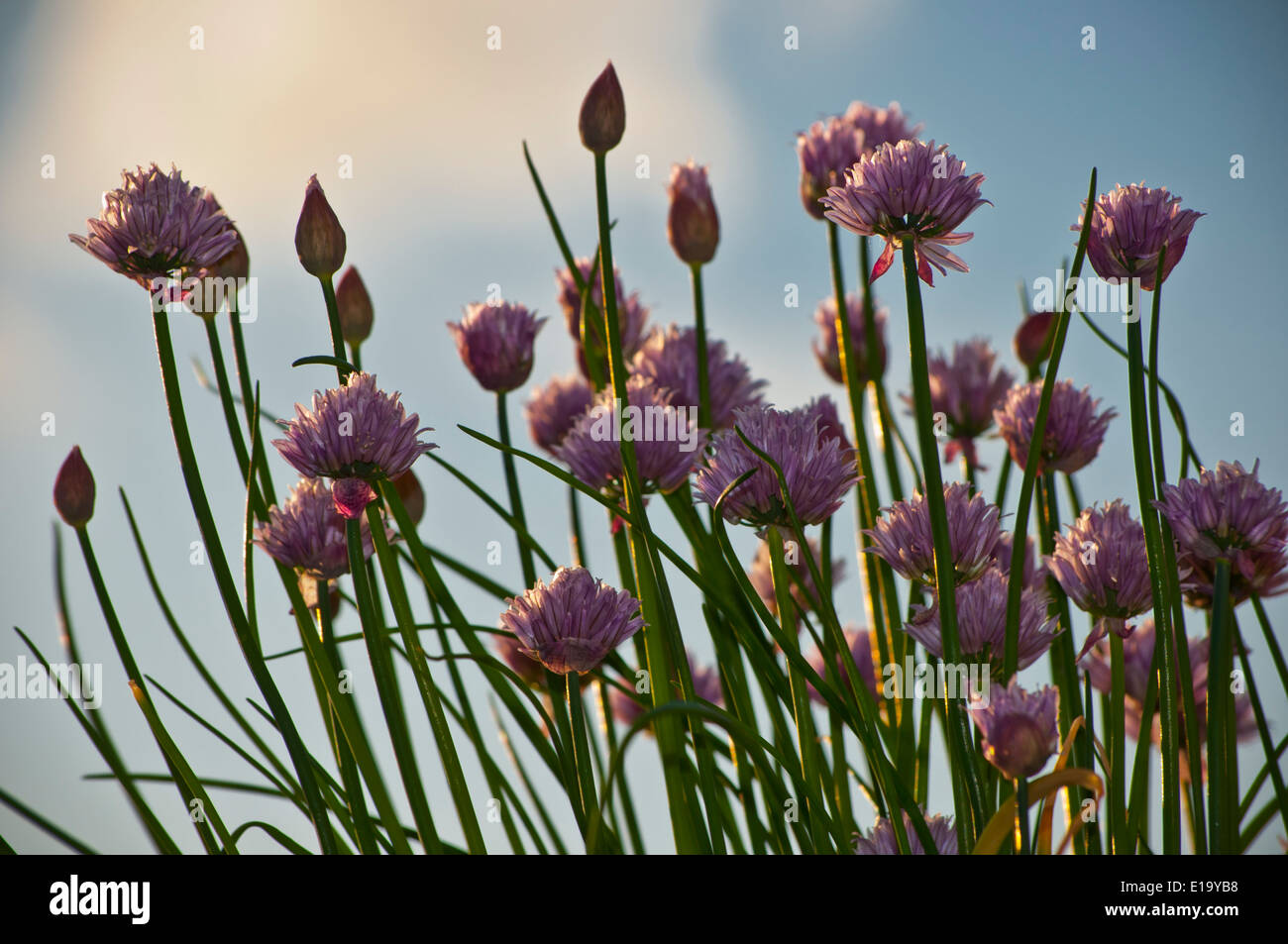 Chives flowers in garden Allium schoenoprasum Stock Photo Alamy