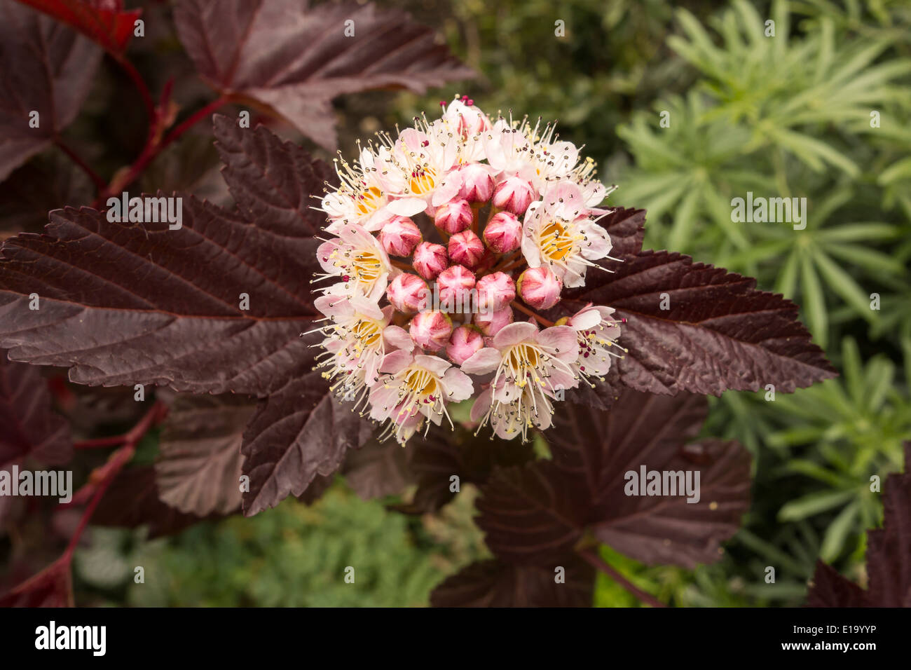 Flower of Physocarpus opulifolius or Lady in red plant Stock Photo