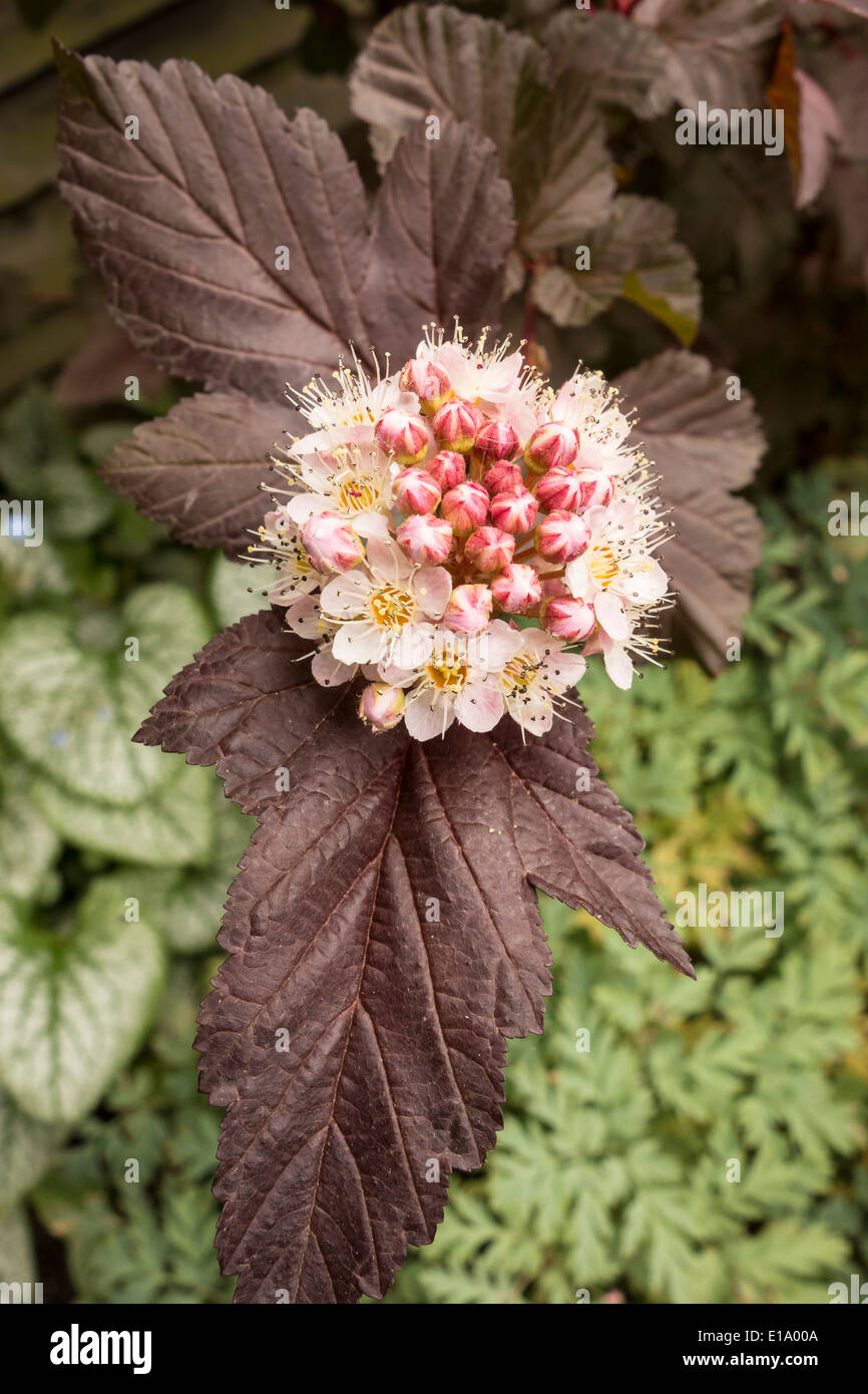 Flower of Physocarpus opulifolius or Lady in red plant Stock Photo