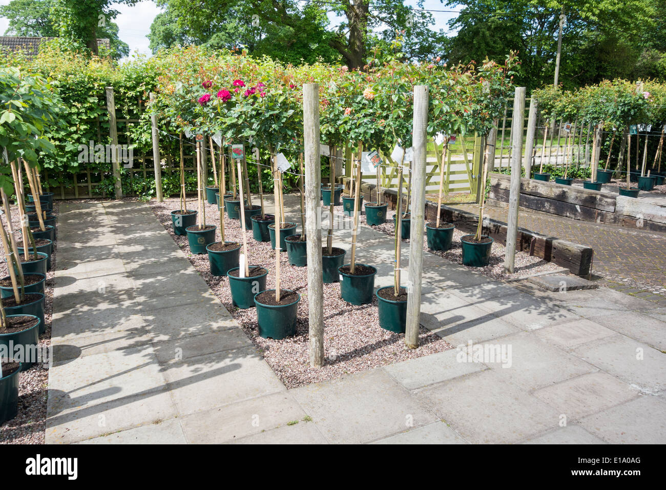 Roses growing in pots in the David Austin Roses garden centre Stock