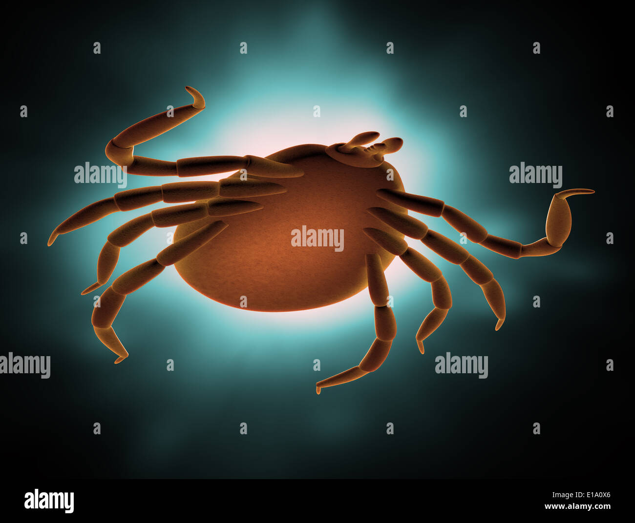 Deer tick lyme disease carrier Stock Photo Alamy