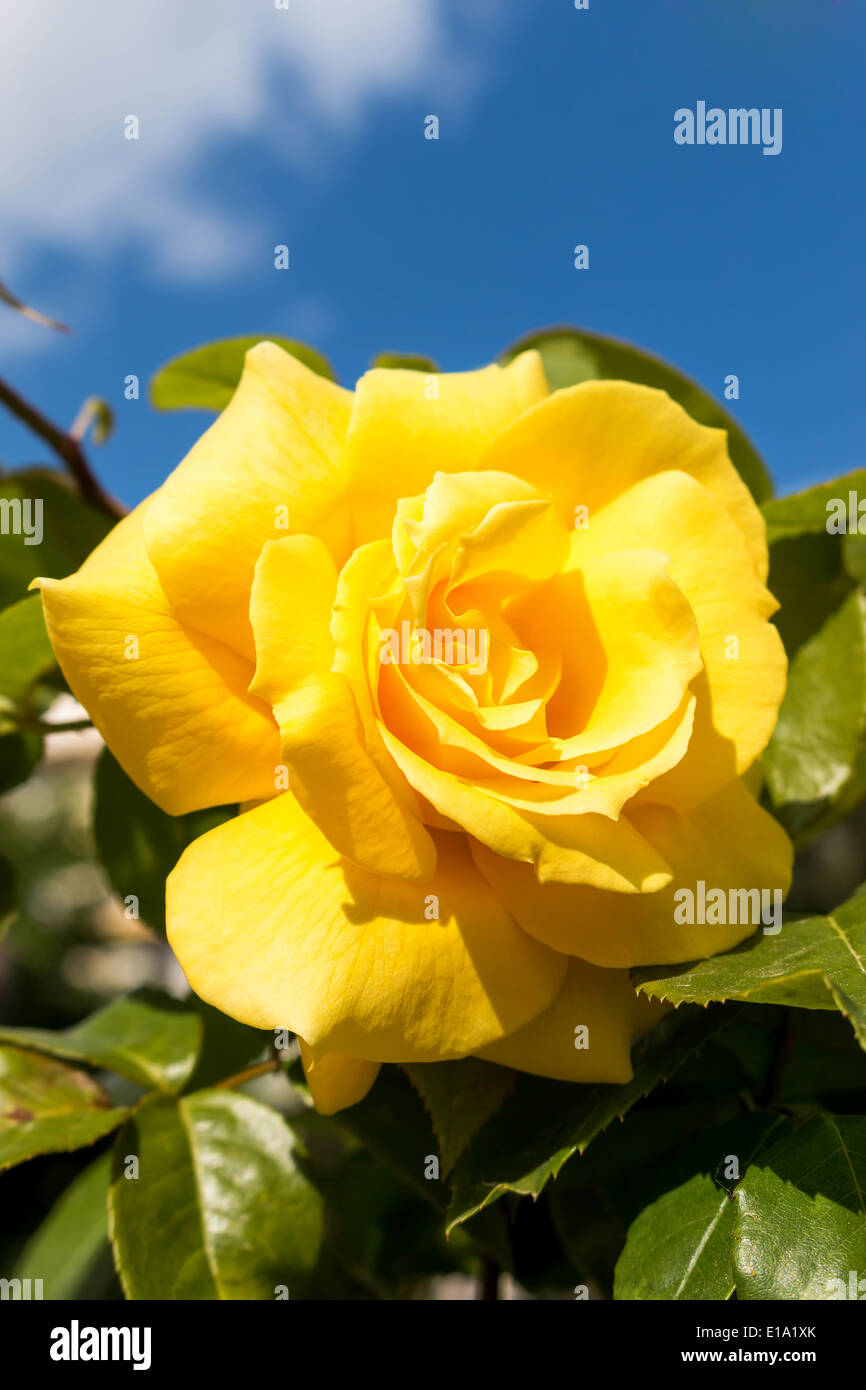 Blue sky yellow rose hi-res stock photography and images - Alamy