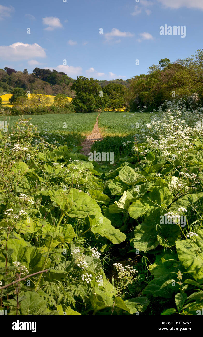 Pretty countryside scene with Cow Parsley, Cotswolds, England. Stock Photo