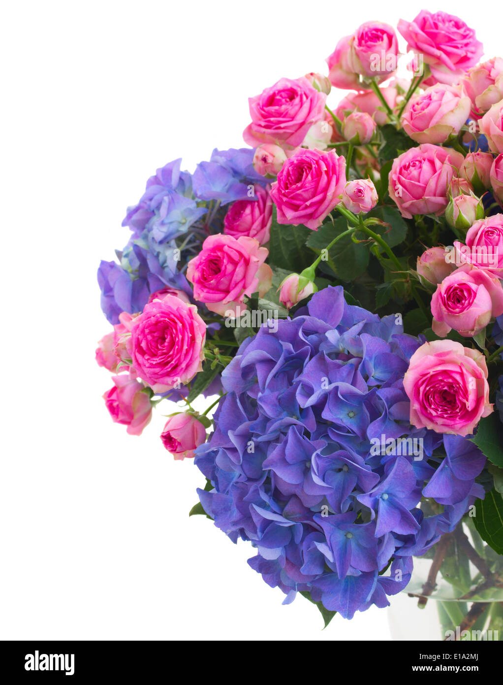 pink roses and blue hortensia flowers close up Stock Photo - Alamy