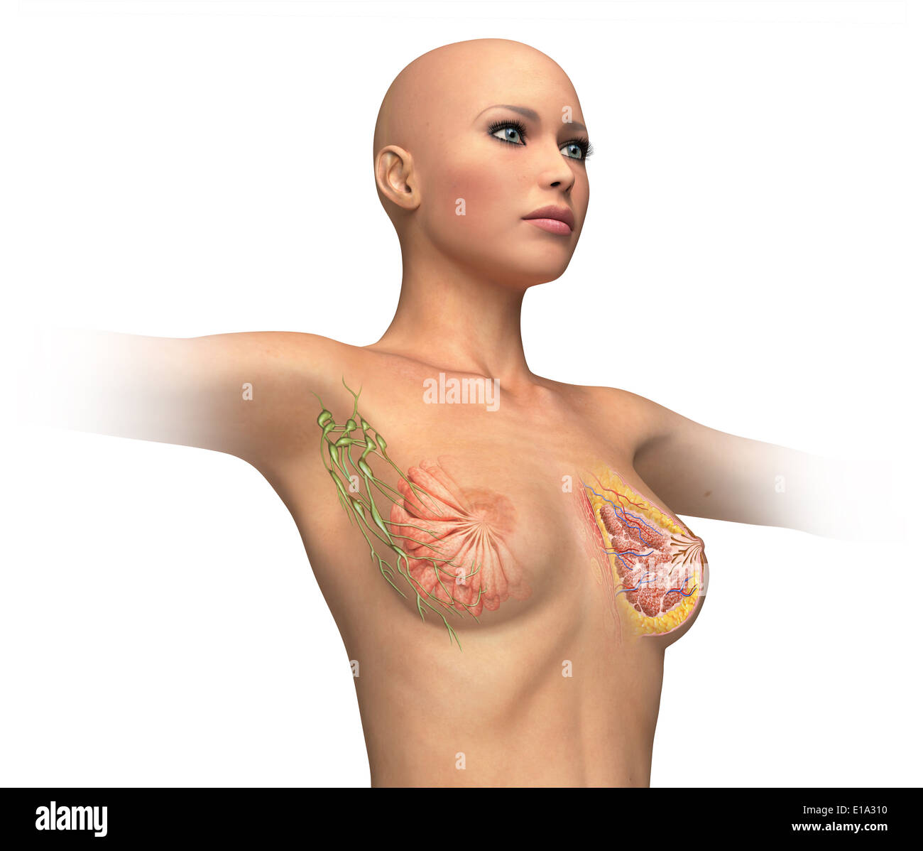 Woman torso with breast cutaway, cross section. On white background and  clipping path. Anatomy image Stock Photo - Alamy
