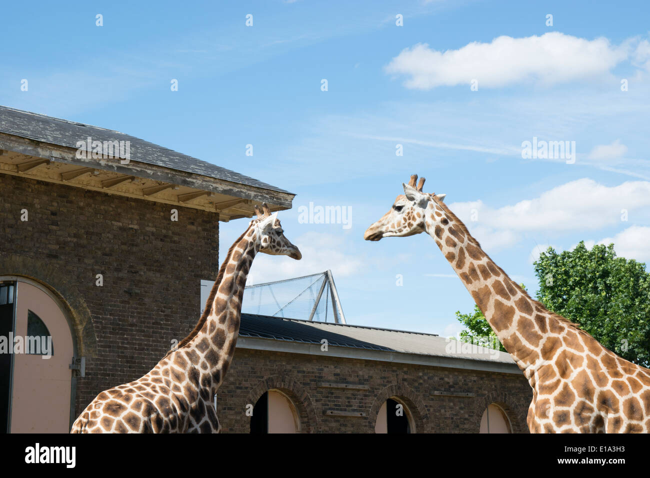 Giraffes at London Zoo Stock Photo