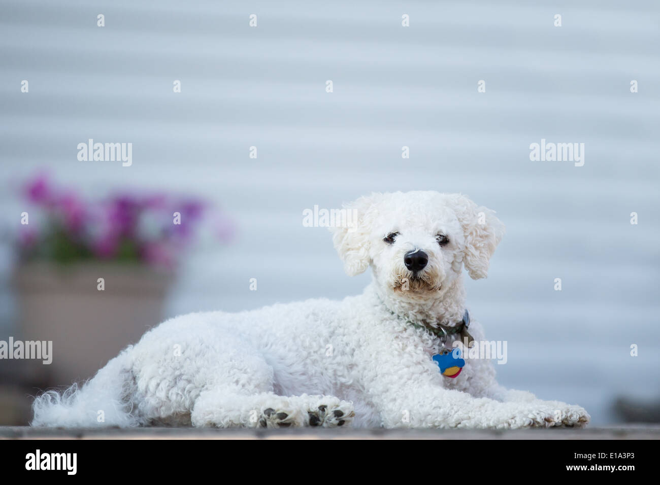 Bichon Frise puppie lying on her belly and looking at you Stock Photo