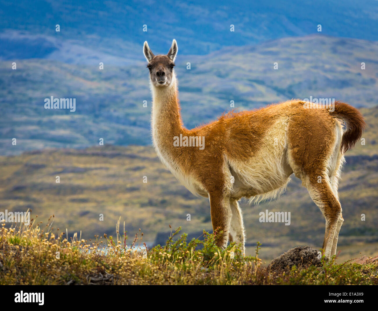 Guanaco in Chile's Torres del Paine national park Stock Photo
