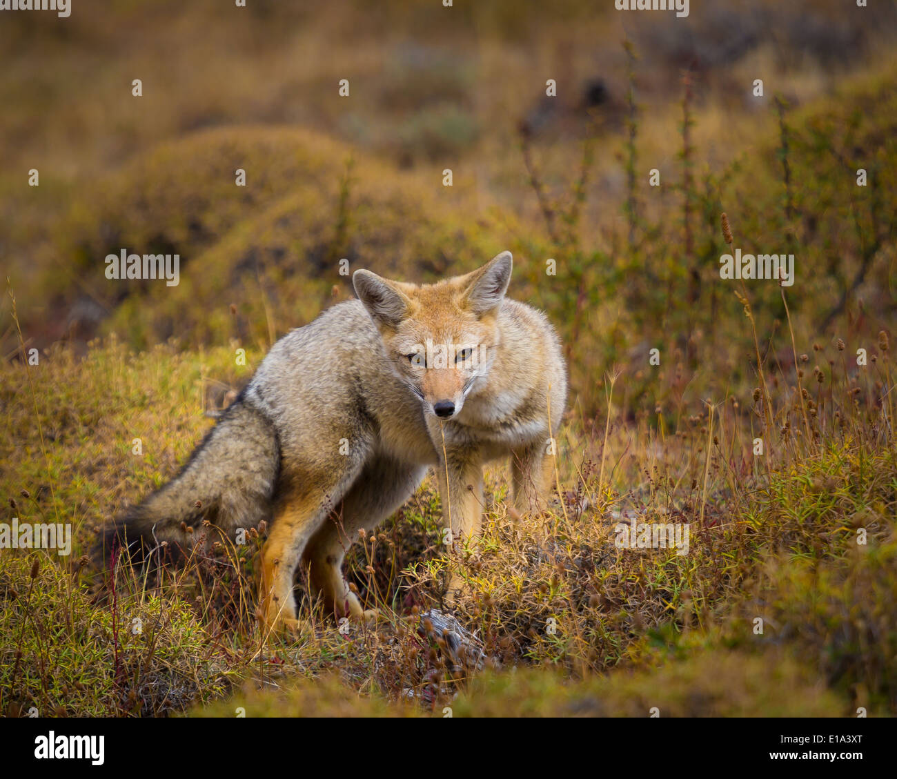 Gray fox in Chile's Torres del Paine national park Stock Photo