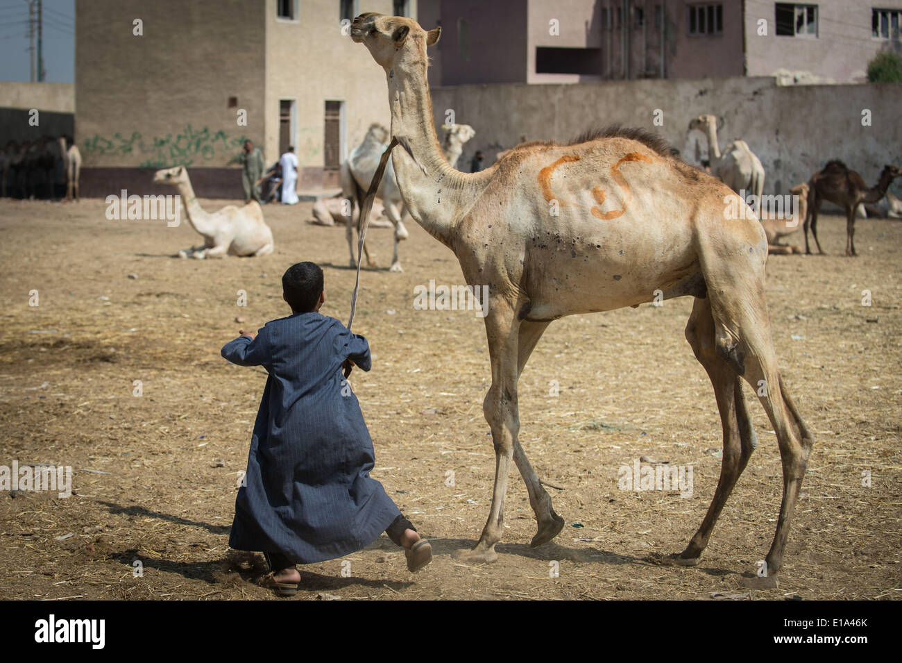 Cairo, Egypt. 23rd May, 2014. A boy drives a camel at a camel market in ...