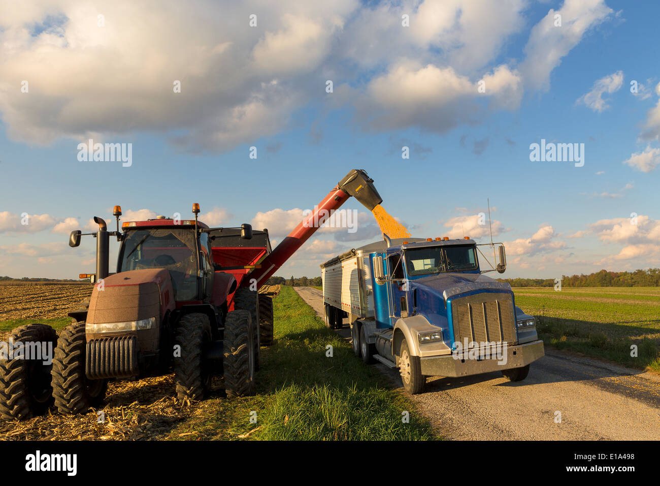 Loading crop of corn to Semi Truck from combine harvester after harvest