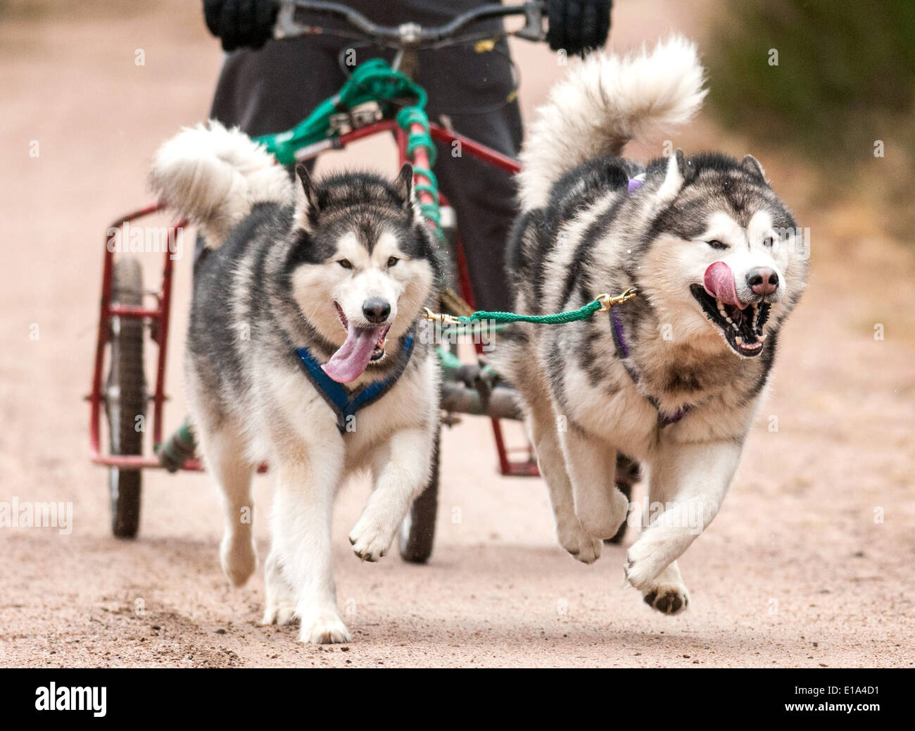 Huskies are seen racing during the first practice day of the 2014 Aviemore Husky Rally, held in Aviemore, Stock Photo