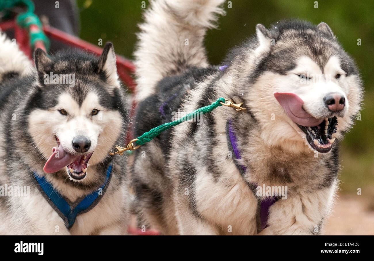 Huskies are seen racing during the first practice day of the 2014 Aviemore Husky Rally, held in Aviemore, Stock Photo