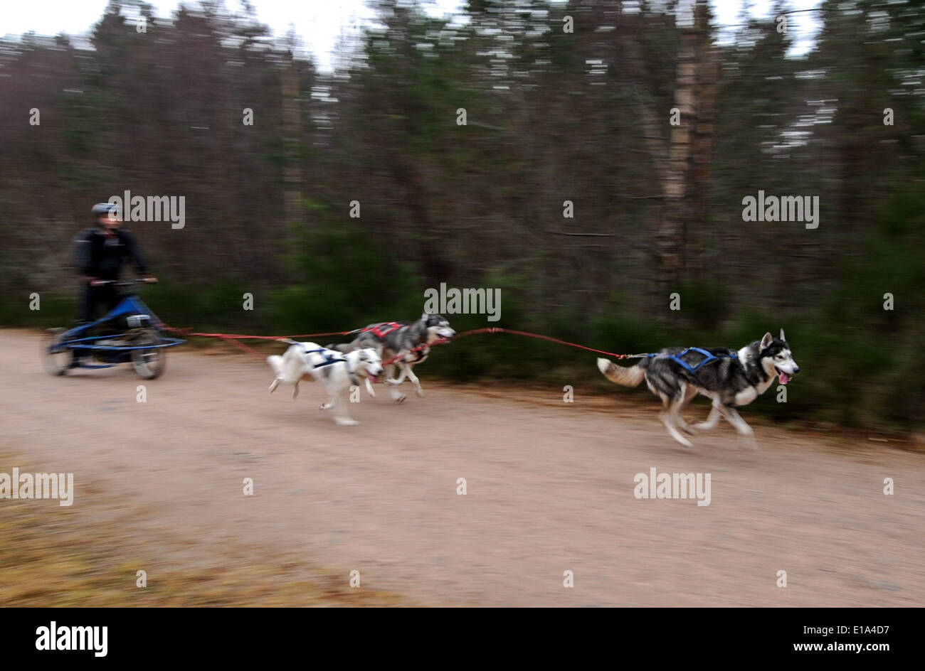 Huskies are seen racing during the first practice day of the 2014 Aviemore Husky Rally, held in Aviemore Stock Photo