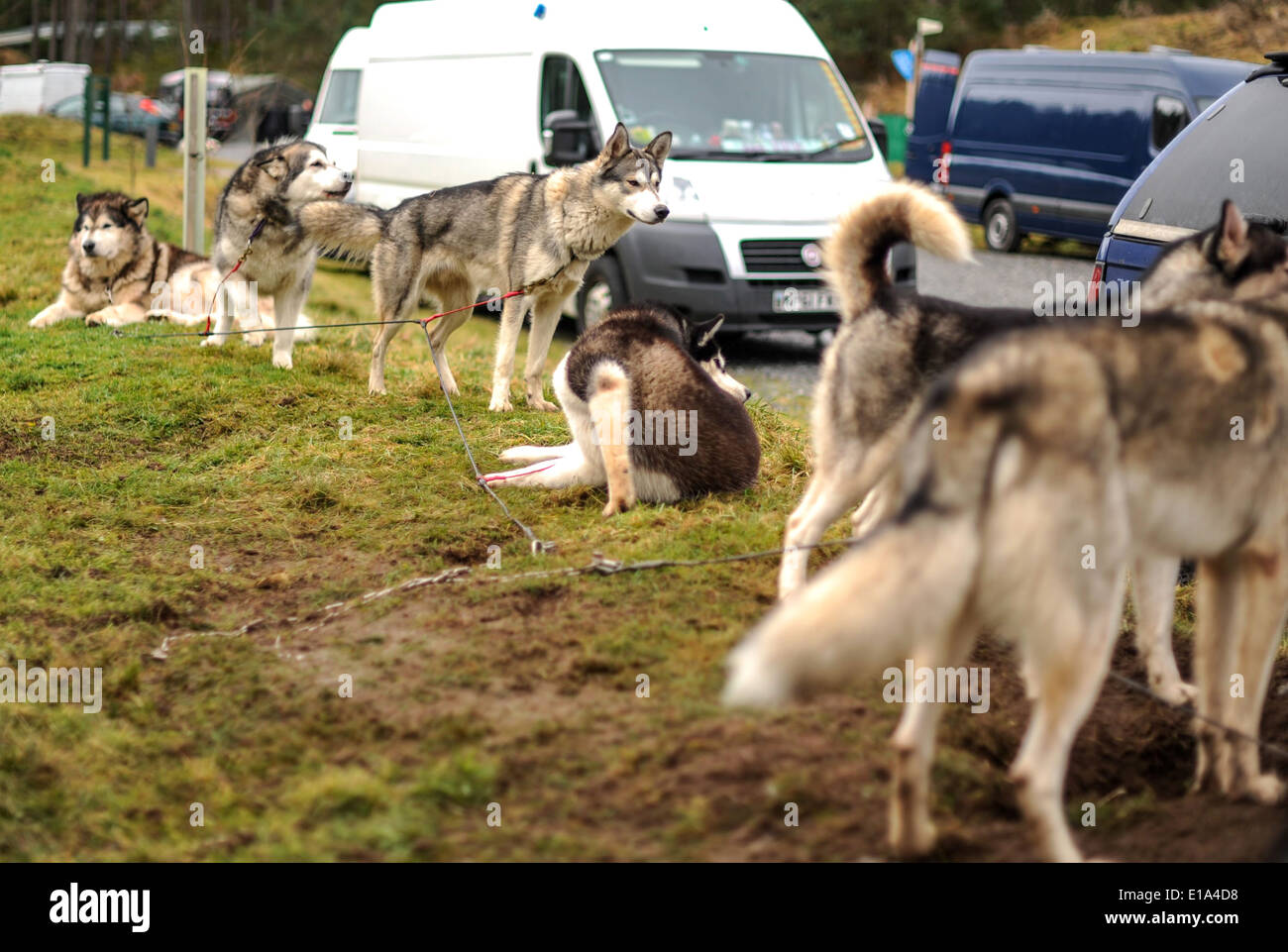 Paddock Area Rally Paddock area hi-res stock photography and images - Alamy