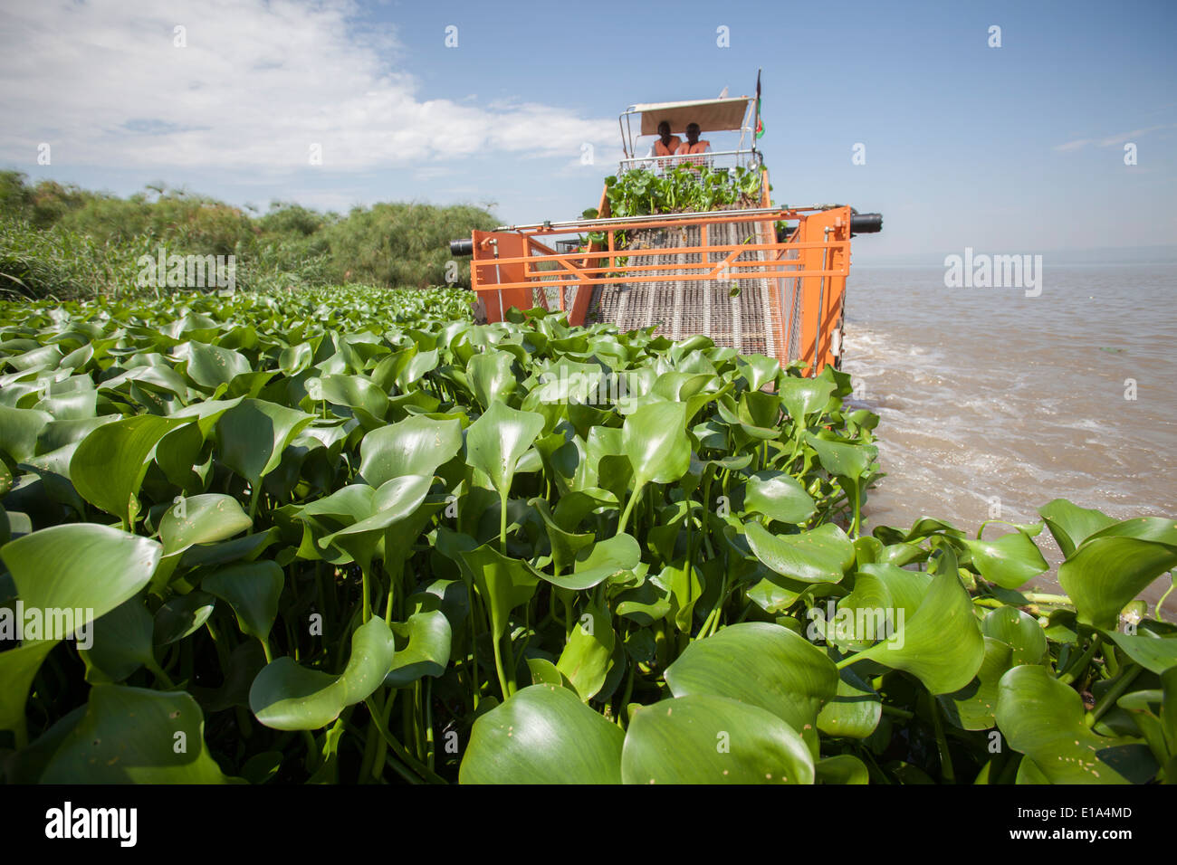 Water hyacinth harvesting hires stock photography and images Alamy